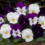 Viola wittrockiana F1 Freefall ампельная Moonlight Mix
